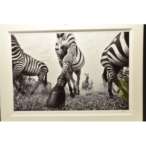 316 - ANUP SHAH (KENYAN CONTEMPORARY) 'ONWARD', a signed limited edition photographic print depicting a ze... 