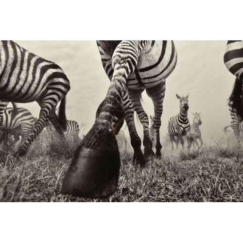 316 - ANUP SHAH (KENYAN CONTEMPORARY) 'ONWARD', a signed limited edition photographic print depicting a ze... 