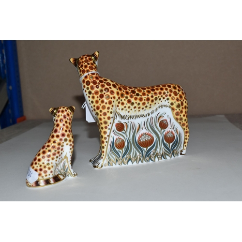 333 - TWO ROYAL CROWN DERBY PAPERWEIGHTS, comprising Cheetah a signature edition of 950 by Goviers with a ... 