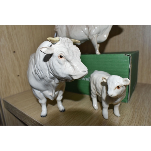 368 - THREE BESWICK FIGURES OF CHAROLAIS CATTLE, comprising Charolais Bull model no 2463A, Charolais Cow n... 