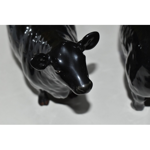 374 - TWO BESWICK FIGURES OF ABERDEEN ANGUS CATTLE, comprising Aberdeen Angus Bull model no 1562, Aberdeen... 