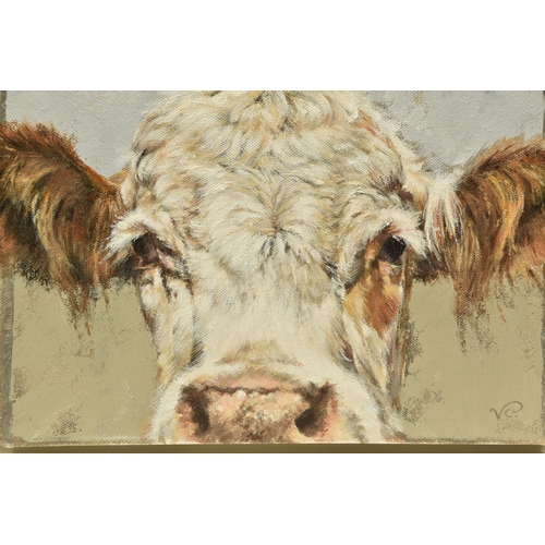 314 - VICKY PALMER (BRITISH CONTEMPORARY) 'PEEKING COW', a portrait of a white faced cow, initialled botto... 