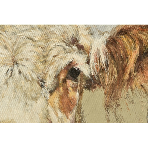 314 - VICKY PALMER (BRITISH CONTEMPORARY) 'PEEKING COW', a portrait of a white faced cow, initialled botto... 