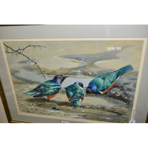 581 - THREE WILDLIFE PAINTINGS, comprising Ingrid Weiersbye (1945-)  three African Superb Starlings drinki... 