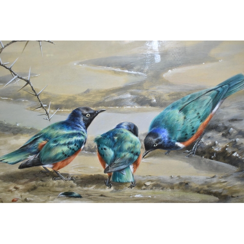 581 - THREE WILDLIFE PAINTINGS, comprising Ingrid Weiersbye (1945-)  three African Superb Starlings drinki... 