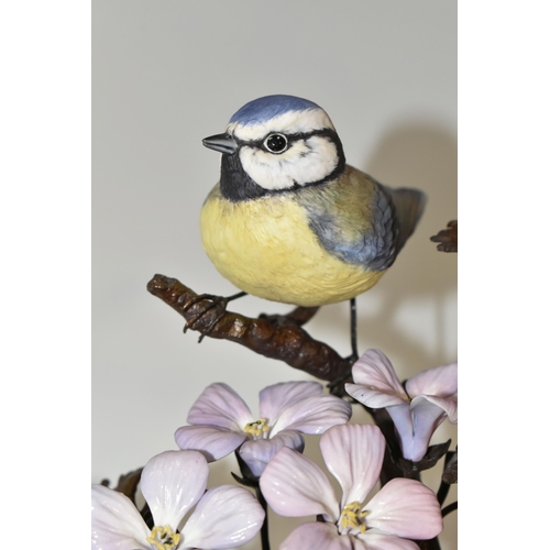 345 - AN ALBANY FINE CHINA LIMITED EDITION ''BLUE TIT', from the Titmice series, by David Burnham-Smith, o... 