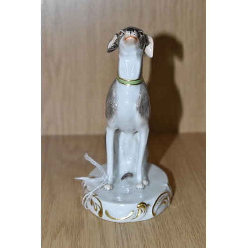 342 - A PORCELAIN FIGURE OF A SEATED ITALIAN GREYHOUND, with a green and gilt collar possibly Meissen, und... 