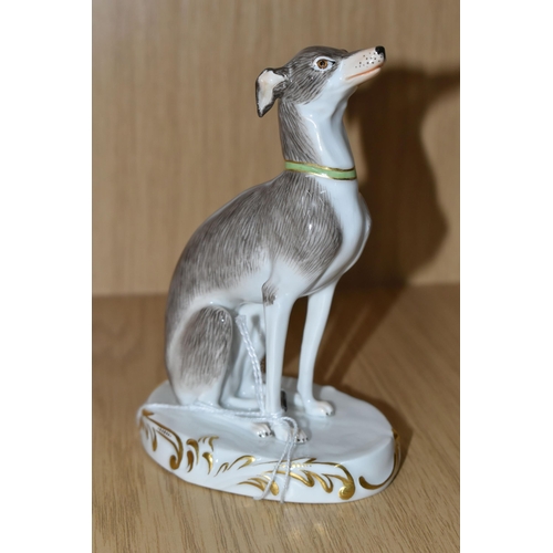 342 - A PORCELAIN FIGURE OF A SEATED ITALIAN GREYHOUND, with a green and gilt collar possibly Meissen, und... 