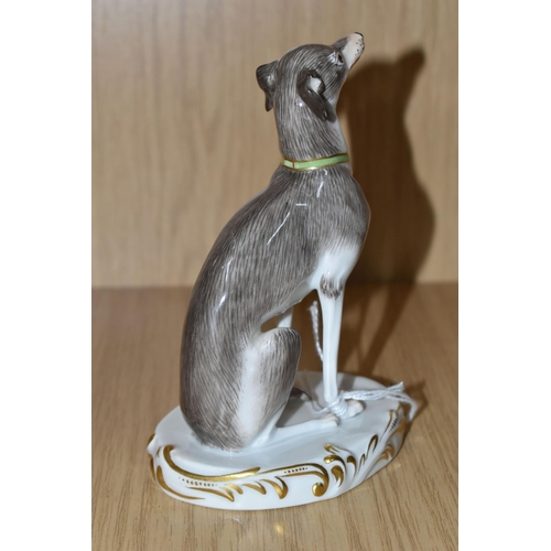 342 - A PORCELAIN FIGURE OF A SEATED ITALIAN GREYHOUND, with a green and gilt collar possibly Meissen, und... 