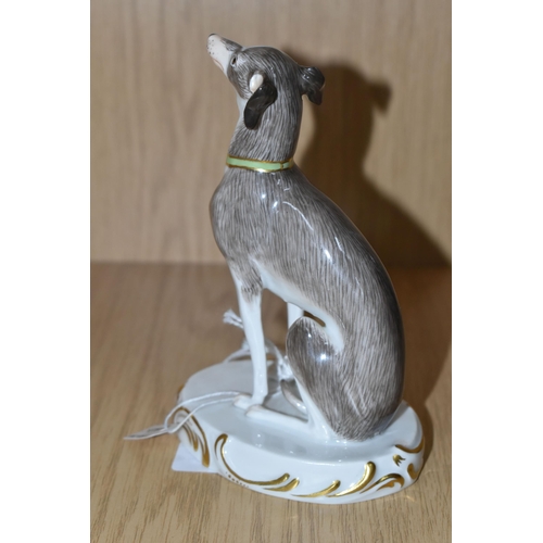 342 - A PORCELAIN FIGURE OF A SEATED ITALIAN GREYHOUND, with a green and gilt collar possibly Meissen, und... 