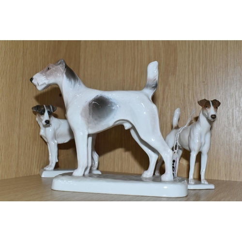 394 - THREE ROSENTHAL TERRIERS, comprising a wire haired Fox terrier, designed by F.Diller, height 5.5cm, ... 