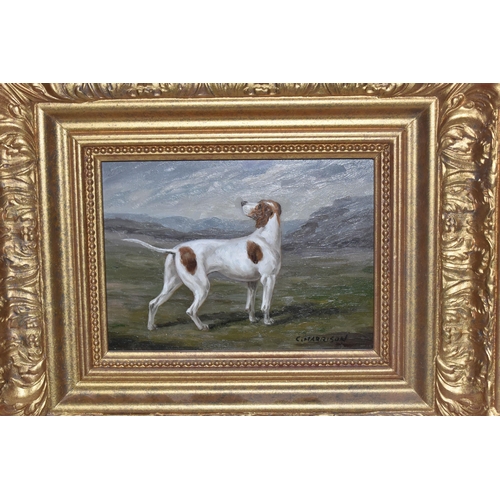 462 - C.HARRISON (20TH CENTURY) A STANDING PORTRAIT STUDY OF A SPORTING DOG, signed bottom right, oil on b... 