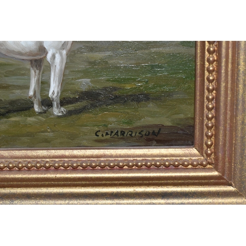 462 - C.HARRISON (20TH CENTURY) A STANDING PORTRAIT STUDY OF A SPORTING DOG, signed bottom right, oil on b... 