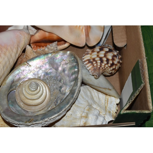 483 - FOUR BOXES OF SHELLS to include a large assortment of sea shells in various sizes, colours, shapes, ... 