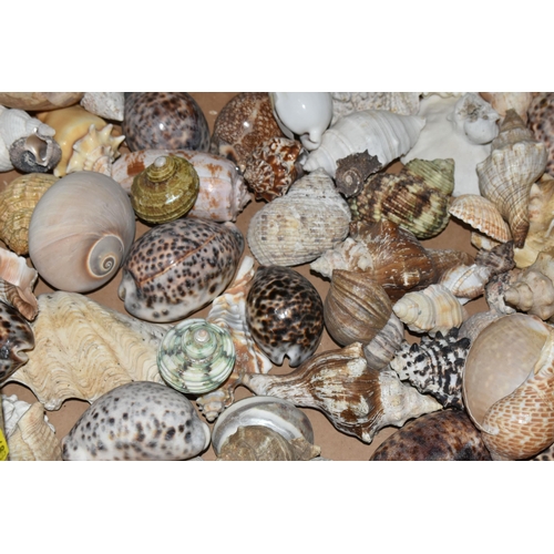 483 - FOUR BOXES OF SHELLS to include a large assortment of sea shells in various sizes, colours, shapes, ... 