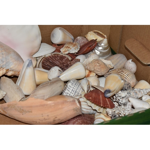 483 - FOUR BOXES OF SHELLS to include a large assortment of sea shells in various sizes, colours, shapes, ... 