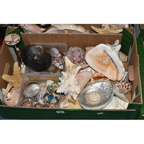 483 - FOUR BOXES OF SHELLS to include a large assortment of sea shells in various sizes, colours, shapes, ... 