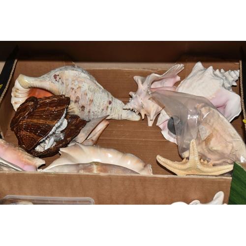 483 - FOUR BOXES OF SHELLS to include a large assortment of sea shells in various sizes, colours, shapes, ... 