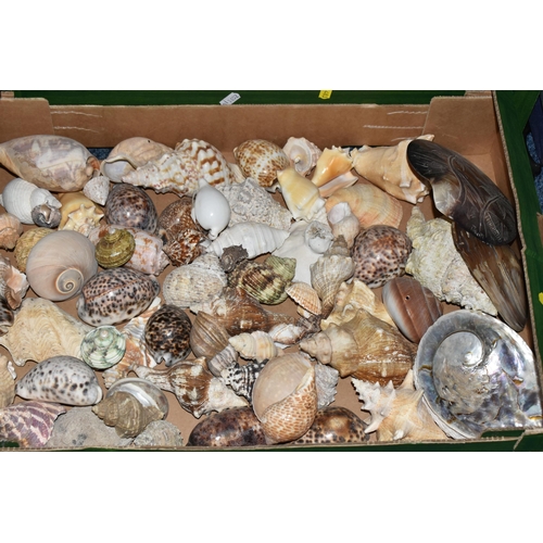 483 - FOUR BOXES OF SHELLS to include a large assortment of sea shells in various sizes, colours, shapes, ... 