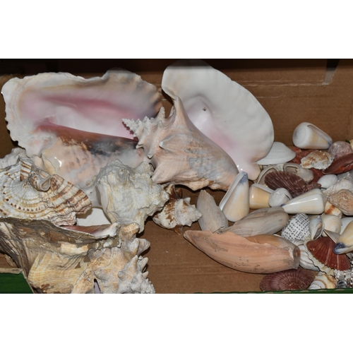 483 - FOUR BOXES OF SHELLS to include a large assortment of sea shells in various sizes, colours, shapes, ... 