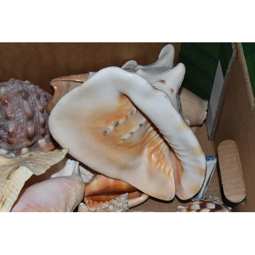 483 - FOUR BOXES OF SHELLS to include a large assortment of sea shells in various sizes, colours, shapes, ... 