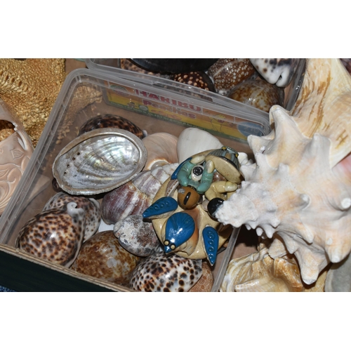 483 - FOUR BOXES OF SHELLS to include a large assortment of sea shells in various sizes, colours, shapes, ... 