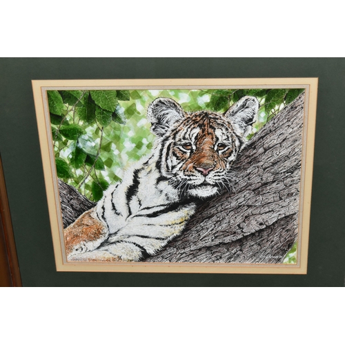 505 - CRAIG ROBERTS (CONTEMPORARY) A PORTRAIT OF A TIGER CUB, signed and dated '89 bottom right, artist si... 