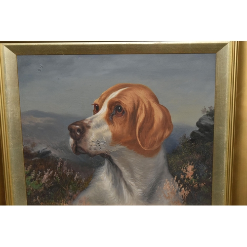 508 - WILSON HEPPLE ( 1853-1937) A PORTRAIT OF SPORTING DOG IN A NATURAL SETTING, signed bottom right, oil... 