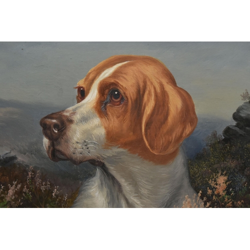 508 - WILSON HEPPLE ( 1853-1937) A PORTRAIT OF SPORTING DOG IN A NATURAL SETTING, signed bottom right, oil... 