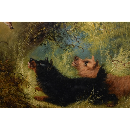 509 - CIRCLE OF GEORGE ARMFIELD (1808-1893) TERRIERS AND A FOX IN A TREE, bears an indistinct signature lo... 