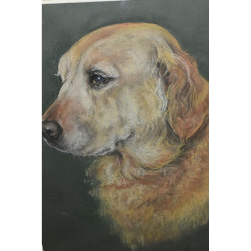 510 - MAJORIE COX (1915-2003) TWO PORTRAITS OF DOGS, comprising 'Fudge' a Golden Retriever, signed and tit... 