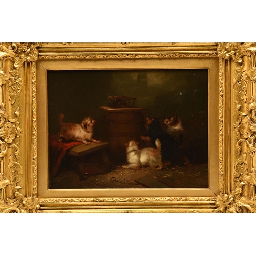 300 - CIRCLE OF GEORGE ARMFIELD, FOUR TERRIERS SURROUND A RAT TRAPPED IN A BARN, no visible signature, oil... 