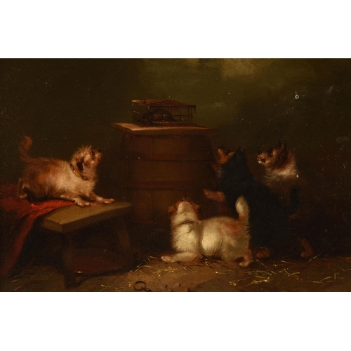 300 - CIRCLE OF GEORGE ARMFIELD, FOUR TERRIERS SURROUND A RAT TRAPPED IN A BARN, no visible signature, oil... 