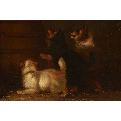 300 - CIRCLE OF GEORGE ARMFIELD, FOUR TERRIERS SURROUND A RAT TRAPPED IN A BARN, no visible signature, oil... 