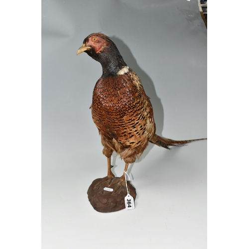 364 - A TAXIDERMY RING-NECKED PHEASANT ON MOUNTED BASE in common colours, wear to the face and beak area, ... 