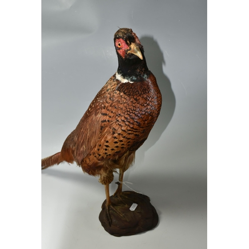 364 - A TAXIDERMY RING-NECKED PHEASANT ON MOUNTED BASE in common colours, wear to the face and beak area, ... 