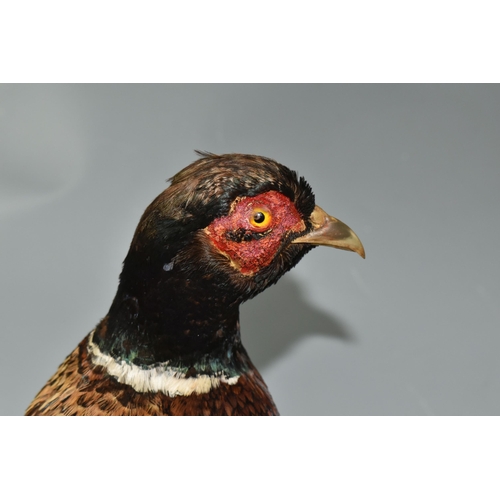 364 - A TAXIDERMY RING-NECKED PHEASANT ON MOUNTED BASE in common colours, wear to the face and beak area, ... 