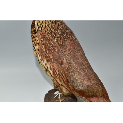 364 - A TAXIDERMY RING-NECKED PHEASANT ON MOUNTED BASE in common colours, wear to the face and beak area, ... 