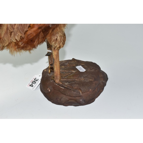 364 - A TAXIDERMY RING-NECKED PHEASANT ON MOUNTED BASE in common colours, wear to the face and beak area, ... 