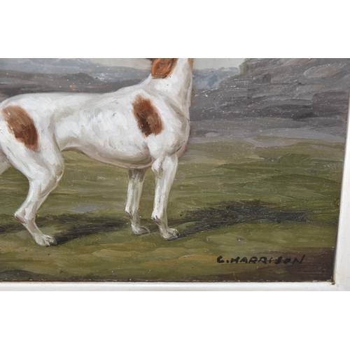 463 - C.HARRISON (20TH CENTURY) A STANDING PORTRAIT STUDY OF A SPORTING DOG, signed bottom right, oil on b... 