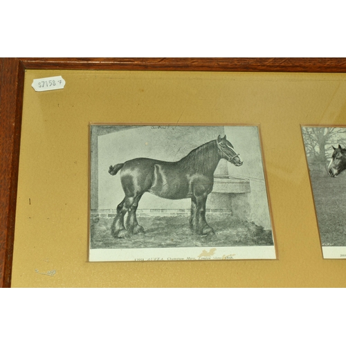 502 - A Framed Collection of Six Victorian Postcards of Champion Mare Shire Horses at The London Show, 'Au... 