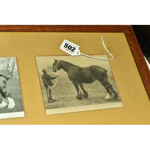 502 - A Framed Collection of Six Victorian Postcards of Champion Mare Shire Horses at The London Show, 'Au... 