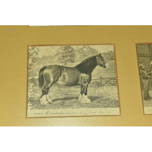 502 - A Framed Collection of Six Victorian Postcards of Champion Mare Shire Horses at The London Show, 'Au... 