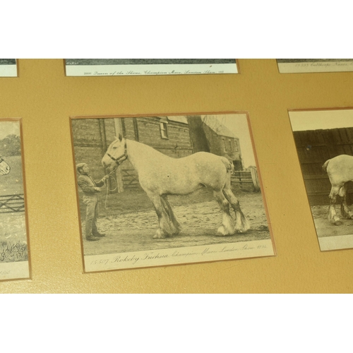 502 - A Framed Collection of Six Victorian Postcards of Champion Mare Shire Horses at The London Show, 'Au... 