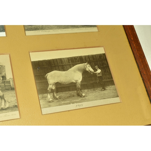 502 - A Framed Collection of Six Victorian Postcards of Champion Mare Shire Horses at The London Show, 'Au... 