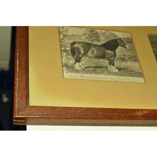 502 - A Framed Collection of Six Victorian Postcards of Champion Mare Shire Horses at The London Show, 'Au... 