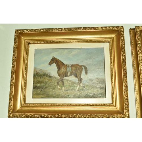 536 - C.HARRISON (20TH CENTURY) TWO EQUINE PORTRAITS, the first depicting a horse with a saddle, signed bo... 