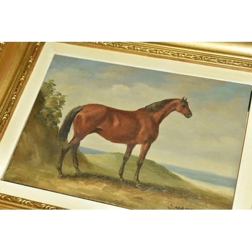 536 - C.HARRISON (20TH CENTURY) TWO EQUINE PORTRAITS, the first depicting a horse with a saddle, signed bo... 