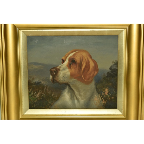 594 - WILSON HEPPLE ( 1853-1937) A PORTRAIT OF SPORTING DOG IN A NATURAL SETTING, signed bottom right, oil... 