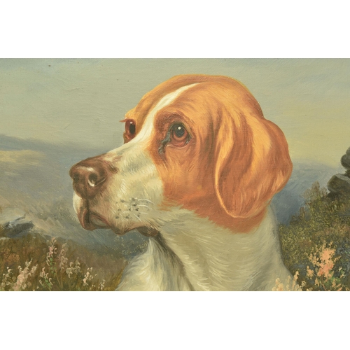 594 - WILSON HEPPLE ( 1853-1937) A PORTRAIT OF SPORTING DOG IN A NATURAL SETTING, signed bottom right, oil... 